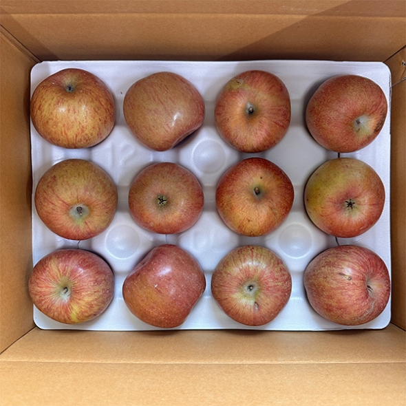 [만원의 행복] [사과캄스] 빨간 부사 사과 1.5kg 2kg 3kg 가정용 실속형