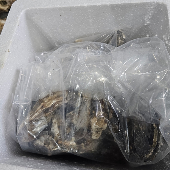 [제철수산물]삼배체굴(최)