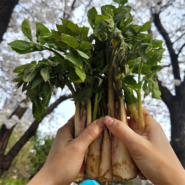 [보름데이] 남해  땅두릅(푸)