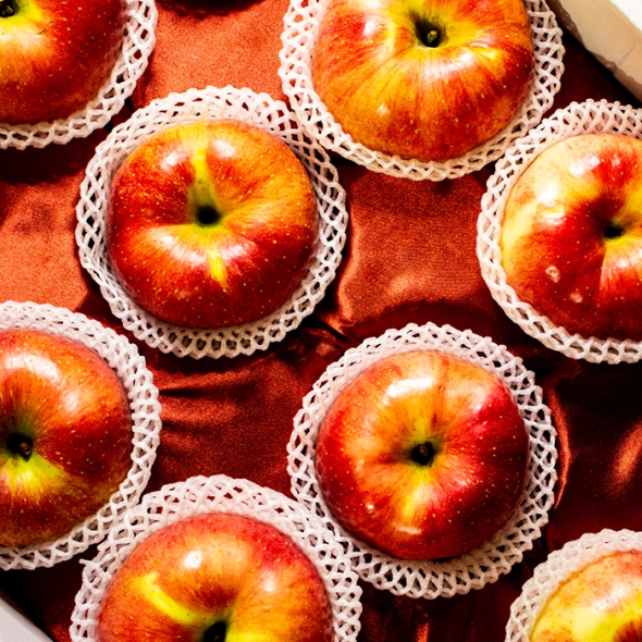 [명절브팜] 한상 사과 선물세트 5kg