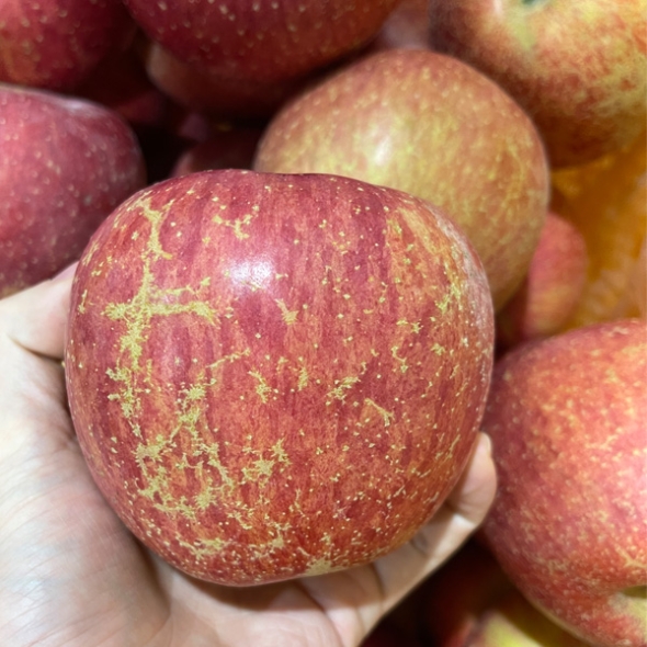 [농협공판장] 정성드린 고랭지 실속 사과 5kg(18-20과)