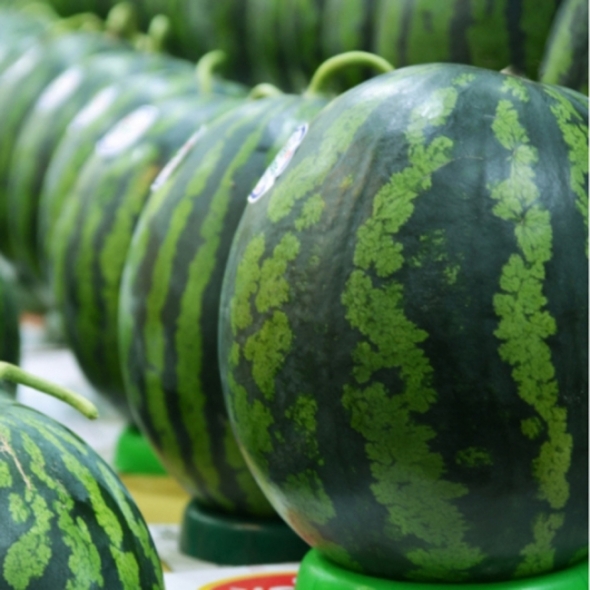 고당도 하우스 수박 정품 3kg/ 4kg/5kg/6kg내외 ★나들이★