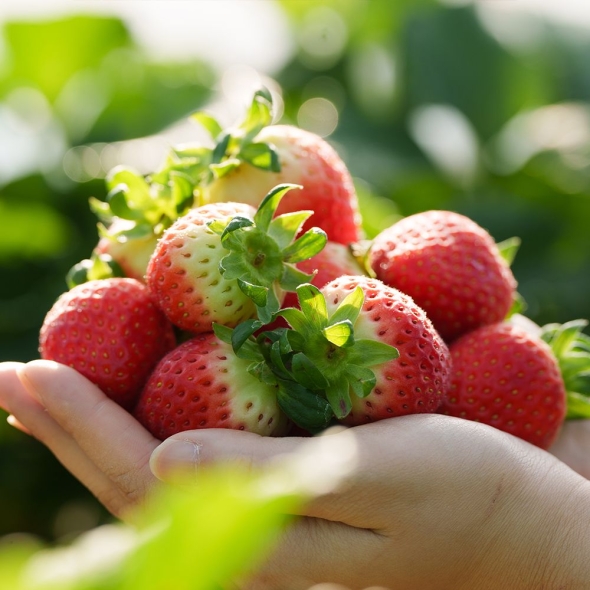 [오커늘푸] 설향 딸기 700g 한입 특