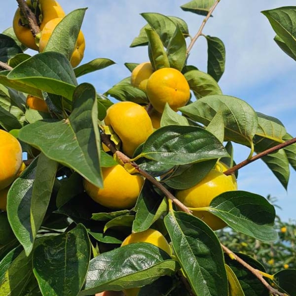 [신한카드 할인] [GAP] 고당도 부유단감