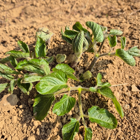 [보름데이] 남해  땅두릅(푸)