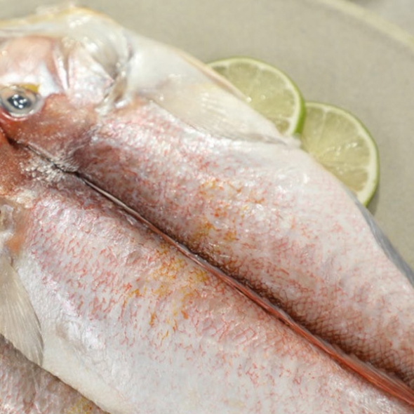 [제주특선] 참옥돔세트 4미/6미/8미 (왕대/마리당250g이상)