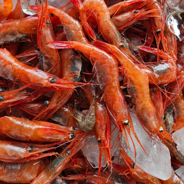 ★냉동★ 동해안 자연산 홍새우 500g/팩 단새우 꽃새우 동해직송