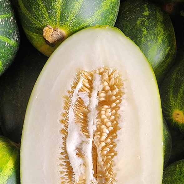 [보름데이] 경북 고령 파파야 메론(푸)