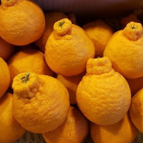 [특별할인]새콤달콤 감귤 제주 고당도 꿀 한라봉 2kg 3kg 5kg