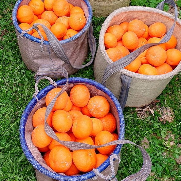 [신한카드 할인] 프리미엄 고당도 레드향(푸)
