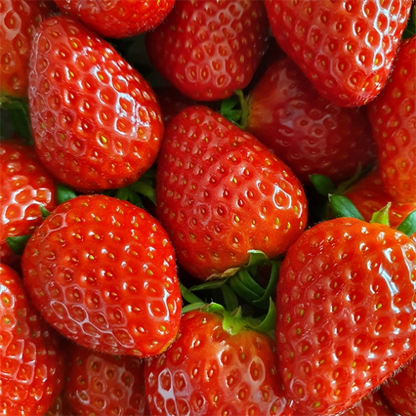  당도가 꽉찬 고당도 설향딸기(푸)