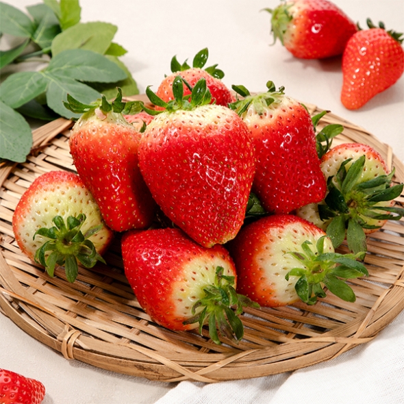 프리미엄 킹스베리(푸)