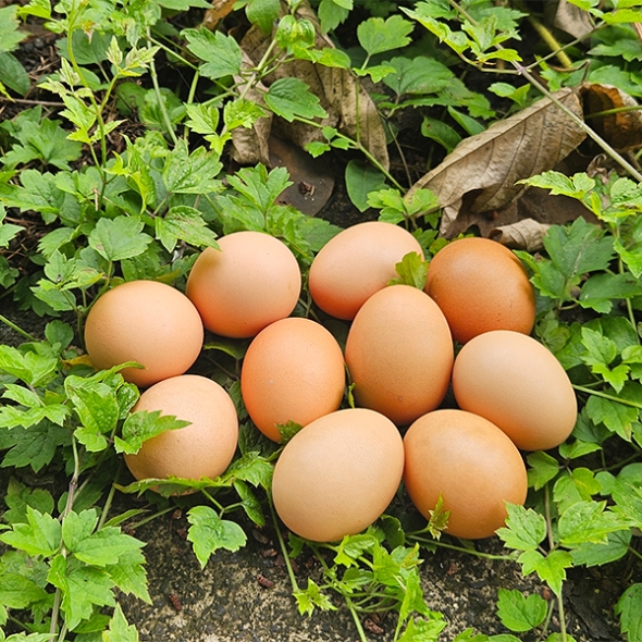 [신한카드 할인] 자연방사  홍삼란  유정란