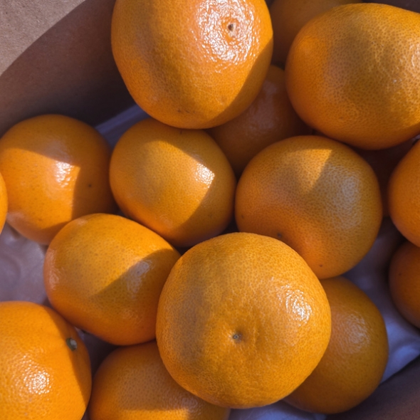 [제주햇살 담은] 제주 천혜향 [2kg-4kg] [무지박스]