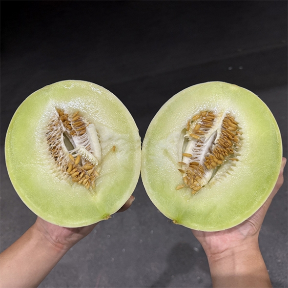 고당도 허니듀메론(푸)