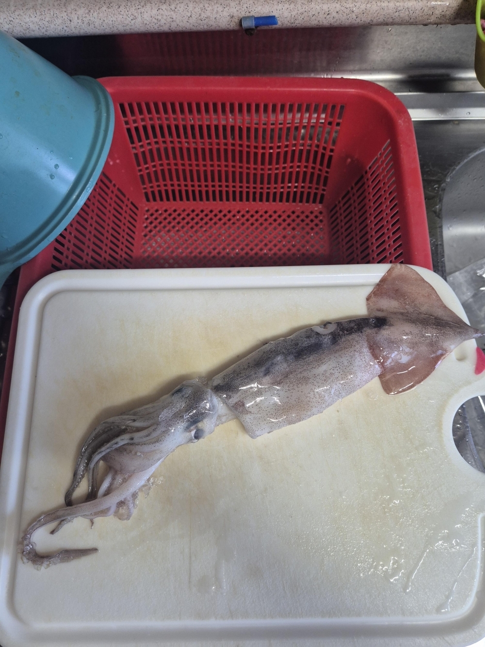 [水] 이순신수산 국내산 신진도 내장가득 통오징어 중 800g 대 1kg 조업당일 급속냉동