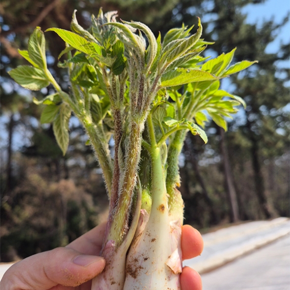남해  땅두릅(푸)