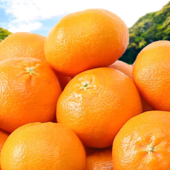 [제주햇살 담은] 제주 레드향 [2kg-5kg] [무지박스]