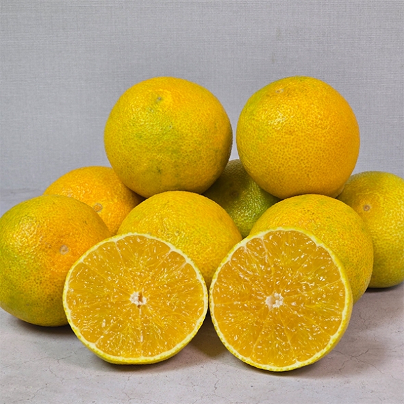 시원한 해풍맞고자란 제주 황금향