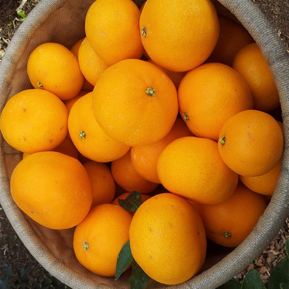 [오커캄스] 제주 천혜향 천리가는 천혜향 2kg 3kg 5kg