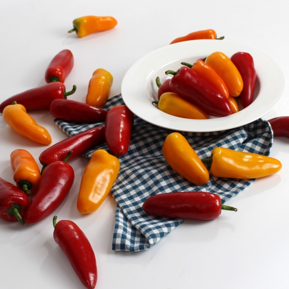 홍성 엄마농부의 유기농 삼색 미니파프리카 1kg (무선별) [26년산] 당일수확 파프리카