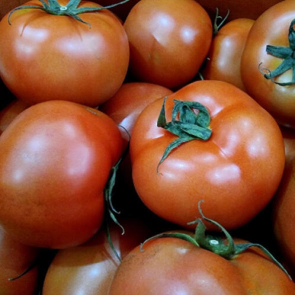 [유럽종_완숙 찰토마토] 과육이 단단한_완숙 찰토마토 2.5kg/5kg [소/중과]