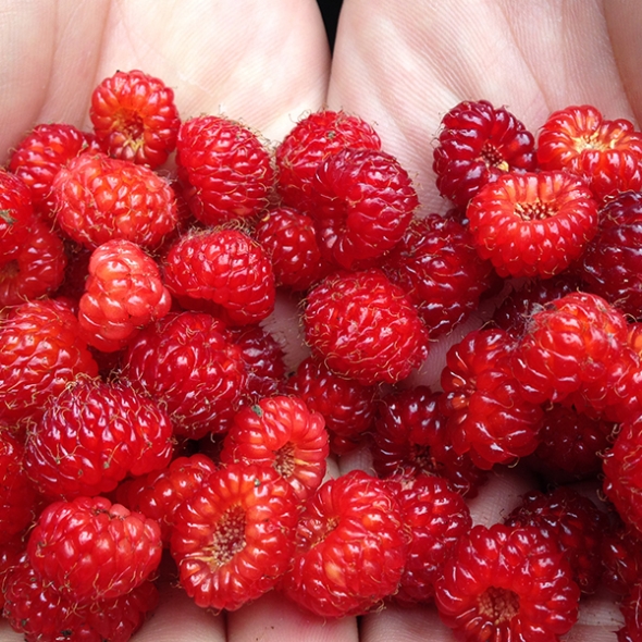  [오커최고] 톡톡 산딸기 생과 산딸기 250g