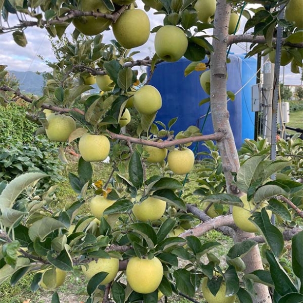 (정품) 시나노골드 사과