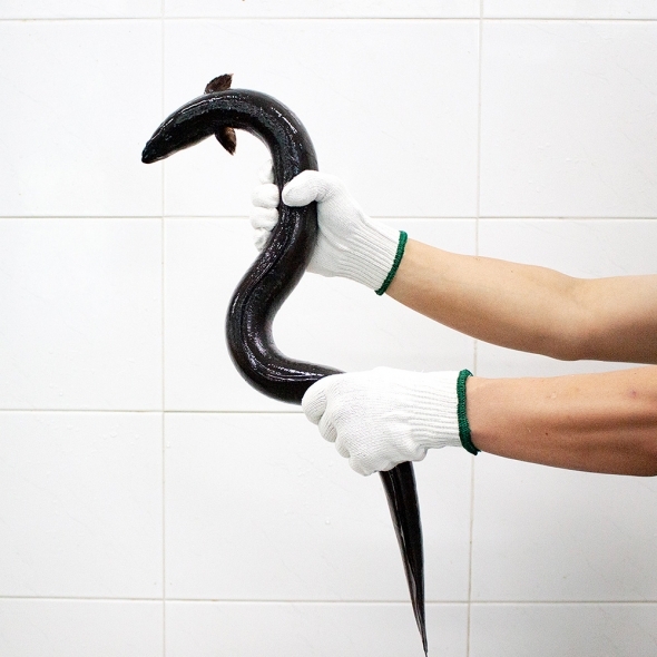 [보름데이] 풍천장어 100% 품질보증 기운센 불끈불끈 전북 고창 민물장어 1KG (손질전)