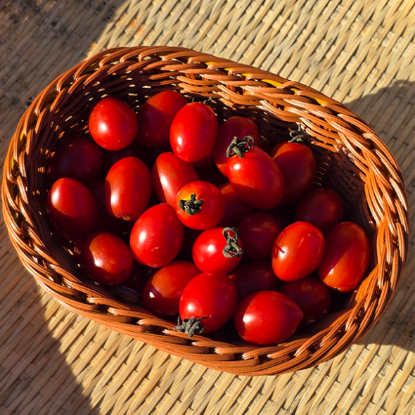 톡터지는 달콤한 대추 방울토마토