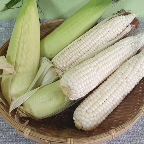 찰지고 맛있는 미백 찰옥수수_옵션선택 (15개입/17cm내외) 30개입/17cm내외)