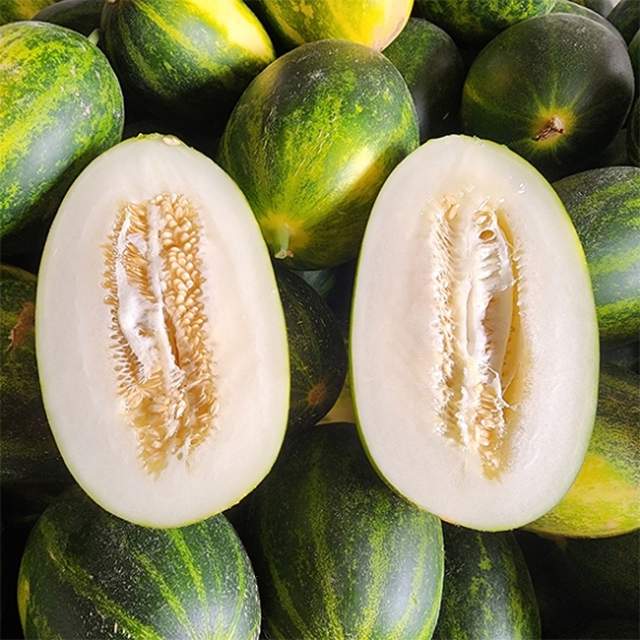 [보름데이] 경북 고령 파파야 메론(푸)