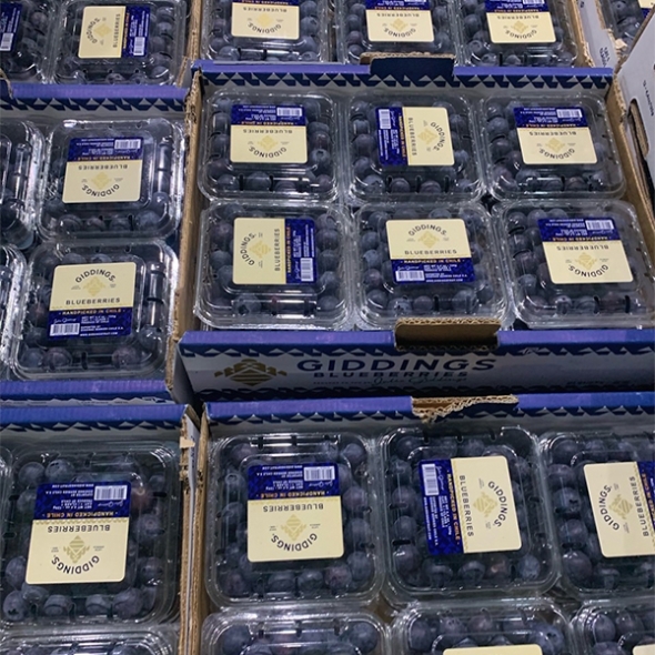 [보름데이!] 프리미엄 생 블루베리(푸)