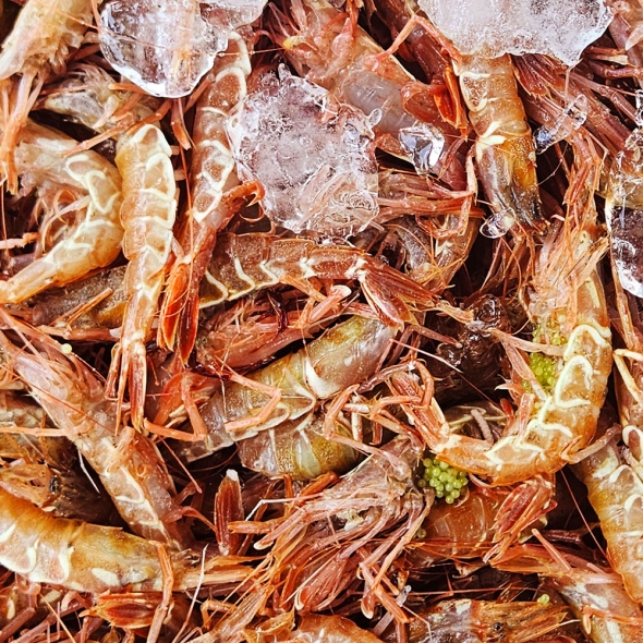 ★냉동★ 동해안 자연산 보리새우 500g 1팩 
