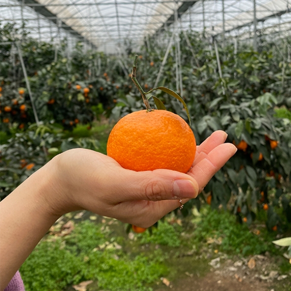 서귀포에서 재배한 고당도 카라향(푸)