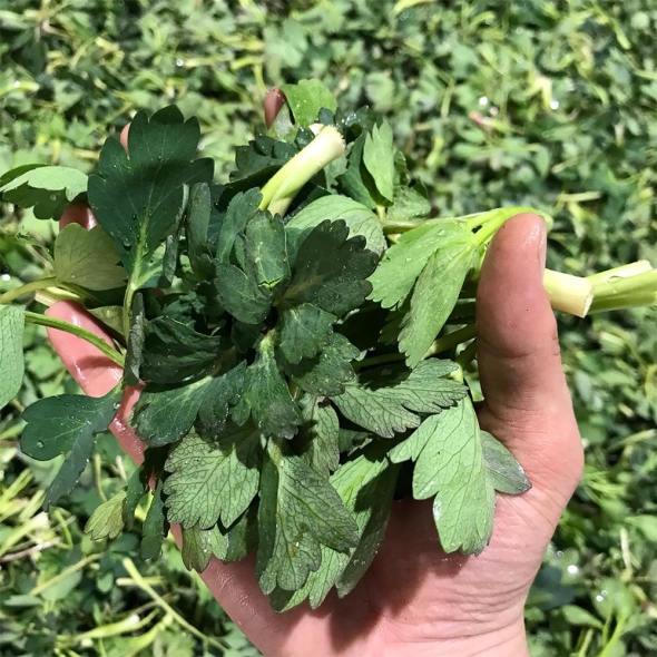 여수 금오도 해풍맞은 방풍나물 봄나물 나물 1kg 500g