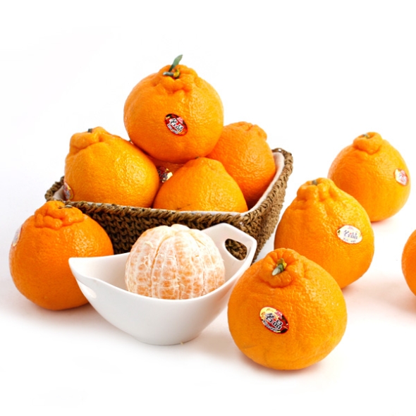 [농협공판장] 당도선별 정성드린 제주만감 2종묶음세트(한라봉+천혜향 각3kg 10과내)