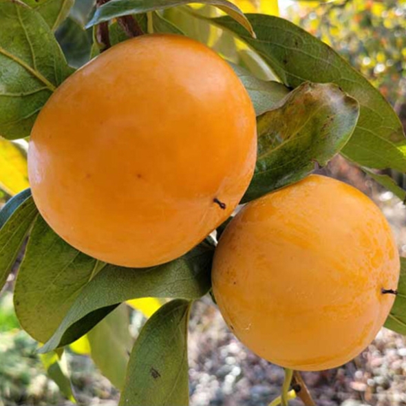 [주말특가] 단감최고 단맛 진한 단감 2kg 3kg 5kg 제철  단감