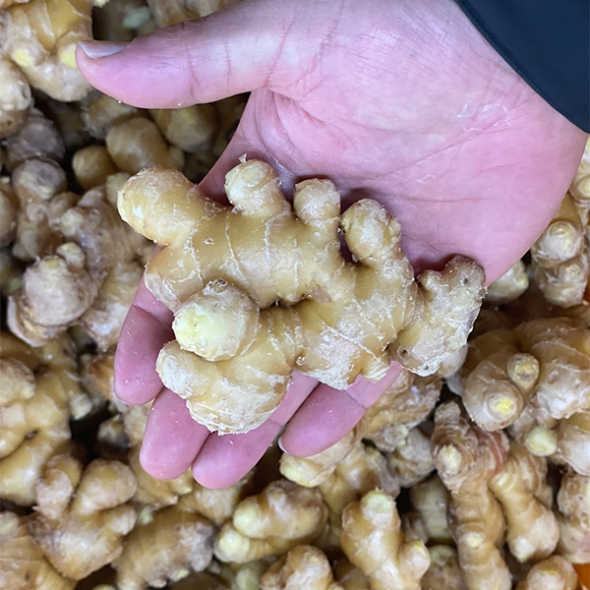 [신한카드 할인] 깊은향을 가진  경북 흙생강