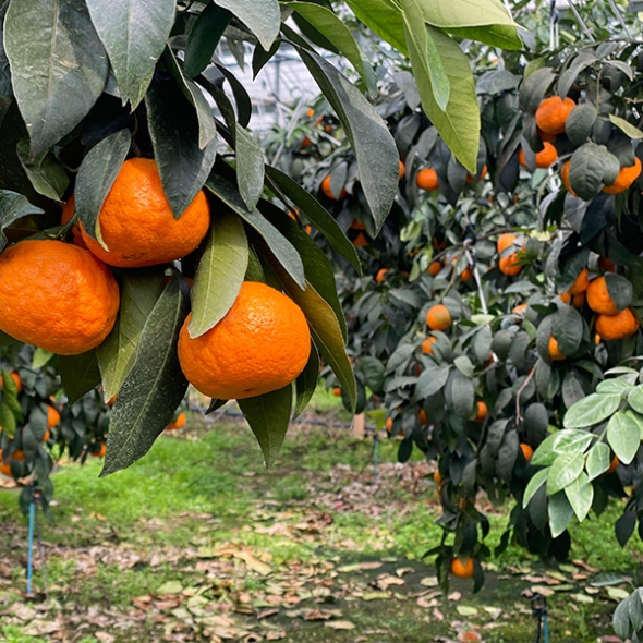 [오커늘푸] 찐한 카라향 제주 카라향 2kg 3kg 5kg