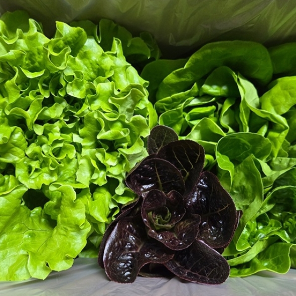 신선함 그대로 유러피안 모듬 쌈채소 600g (2~3종)