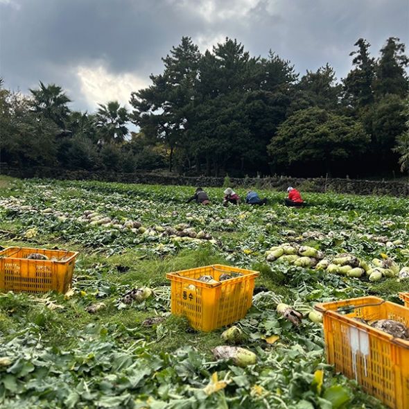 [주말특가] 겨울의 보물  제주 흙 월동무