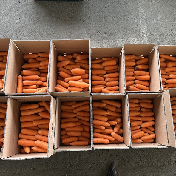 [신한카드 할인] 황금빛 보물  제주 구좌 세척 당근