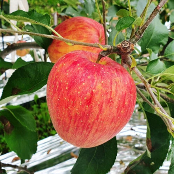 [1만원균일가][청송_햇사과] 부사 1kg [중소과/중대과]