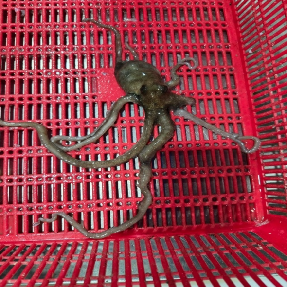 홍지수산 사이즈별 활낙지 고흥 벌교 보성 율포 산소포장 3마리 5마리 2마리