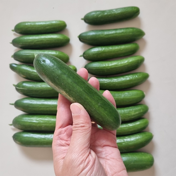 [만원의 행복] 수분이 가득한 미니오이