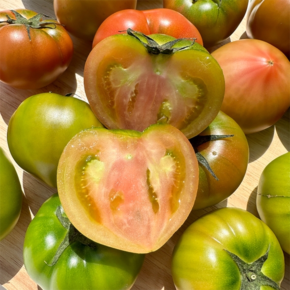 [오커캄스] 부산 대저 토마토 대저 짭짤이 토마토 1kg 2.5kg