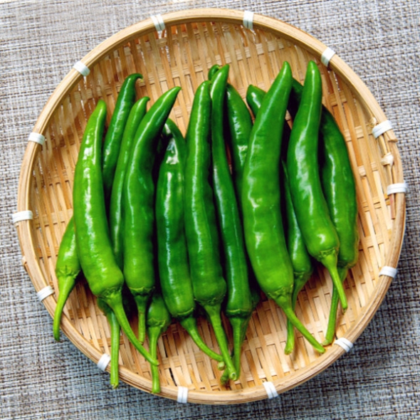 [농협] 한아름드린 신선 오이고추 1kg/2kg/4kg(특)