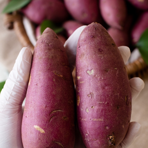 전남영암 고구마 토울고구마 꿀고구마 황금고구마 로얄과 한입고구마 2kg