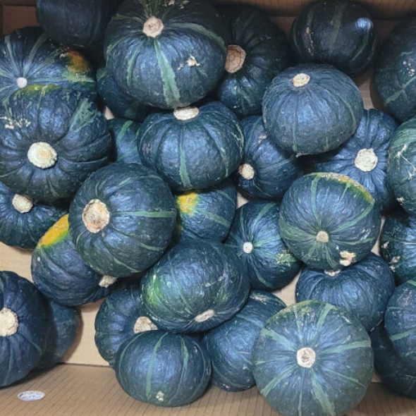 [농장직송] 제주 특품 로얄과 미니밤호박 [1kg-9kg]